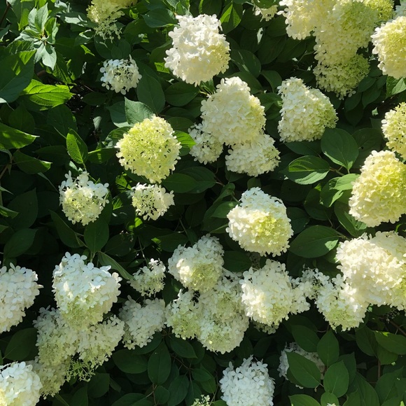 Meet your Posher, Erin - Picture 1 of 1